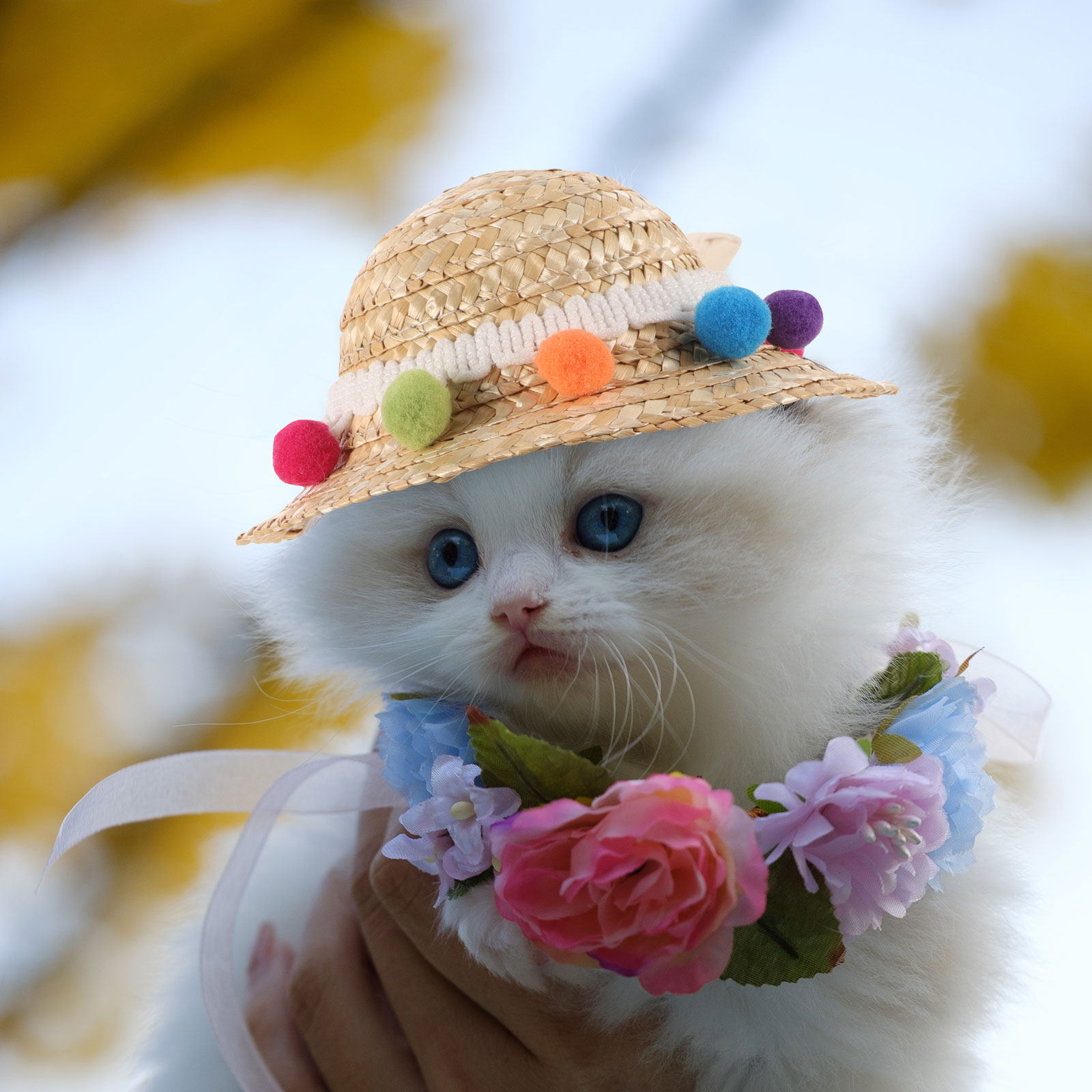 Photography Competition - Dog Summer Straw Hat Woven Pet